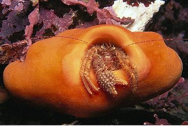 最新泄露情报 《生化危机9》将引入“动态伤痕系统”