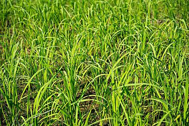 《使命召唤：黑色行动6》抢先体验测试＆公测日期公布